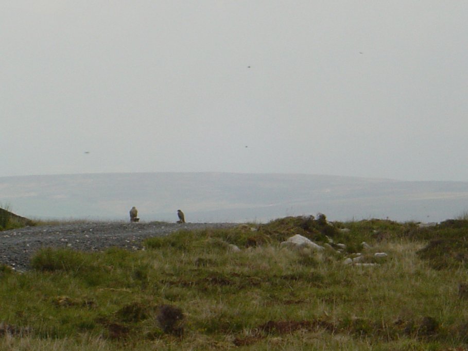 Two falcons at Browns Skye